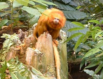 Golden Tamarind, Photograph by Liza Schillo, Liza's Reef
