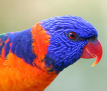 Lorikeet from the Austraila Zoo. Liza's Reef