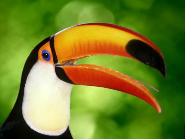 Toucan in the Amazon Rainforest, from Liza's Reef