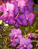 Orchid photograph by Liza Schillo. www.lizasreef.com