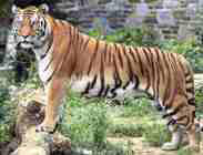Tiger panthera tigris tigris Bengal, www.lizasreef.com