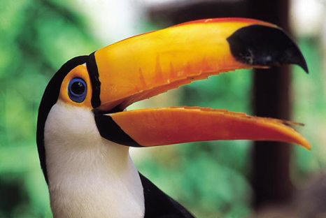 Rain forest Toucan, Liza's Reef