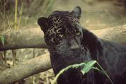 Jaguar, photo courtesy of rainforestanimals.net