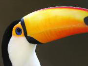 Photograph Achilles Moreux.  www.dreamstime.com. Liza's Reef